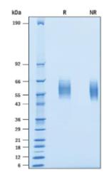 SDS-PAGE (SIRPA-052H).jpg
